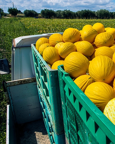 Produce Logistics in action on local farm